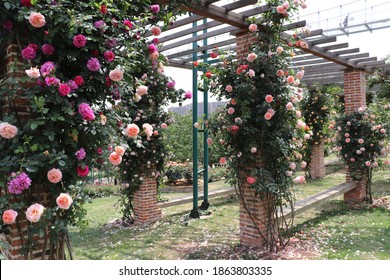 Climbing Garden  Colorful Roses On Wooden Trellis