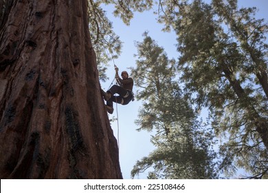 Climbing Giant Sequoia Trees