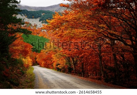 Climbing up to the hermitage in autumn, along the Moncayo forest track, is a pleasure for the eyes, with the palette of autumn colours in all their splendour.