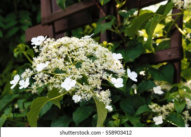 Climbing Hydrangea - Close Up