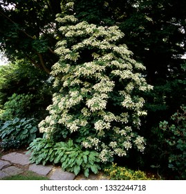 Climbing Hydrangea In A Garden