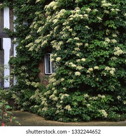 Climbing Hydrangea On A Wall