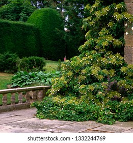 Climbing Hydrangea On A Wall