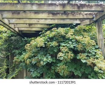 Climbing Hydrangea On Wood Trellis