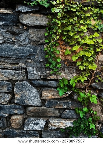 Climbing ivy on a brick wall. Green leaves and branches of ivy on a stone wall. High quality photo