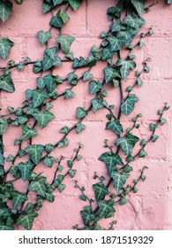 
Climbing Ivy On A Red Brick Wall.