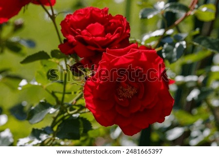 Climbing large-flowered red roses sort Elfe close up