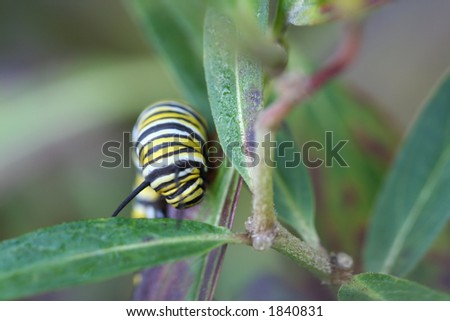 climbing monarch butterfly