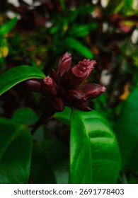 Climbing oleander is a semideciduous, climbing shrub with stems that can be up to 25 metres long and 10cm in diameter. Sometimes the plant grows more as a shrub 2 - 3 metres tall and does not climb