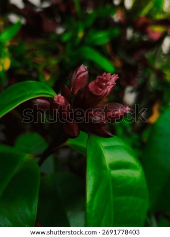 Climbing oleander is a semideciduous, climbing shrub with stems that can be up to 25 metres long and 10cm in diameter. Sometimes the plant grows more as a shrub 2 - 3 metres tall and does not climb
