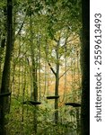 Climbing park obstacles with ropes hanging from tress with green tree trunk background, North Rhine-Westphalia, Germany