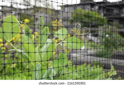 Climbing pea vines grabbing to mesh or trellis. Abstract and defocused snap pea plants behind a black grid mesh in raised garden bed. Pea tendrils are coiled up and wrapped around. Selective focus. 