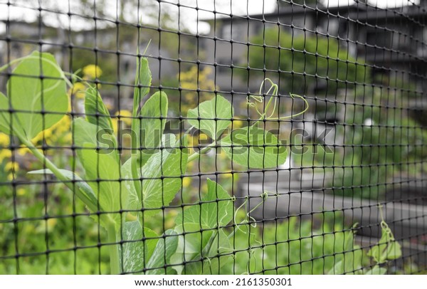 Climbing pea vines grabbing to mesh or trellis. Abstract\
and defocused snap pea plants behind a black grid mesh in raised\
garden bed. Pea tendrils are coiled up and wrapped around.\
Selective focus. 