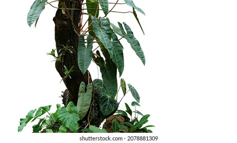 Climbing philodendron (Philodendron billietiae) tropical foliage plant growing on rainforest tree trunk with Bromeliads, Anthurium, ferns, and various tropic plants leaves on white background.
