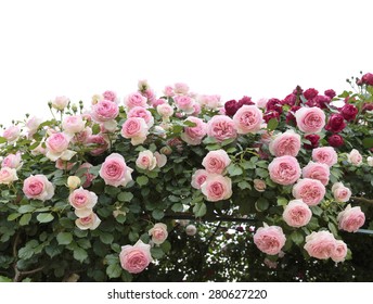 Climbing Pink Roses In Garden 
