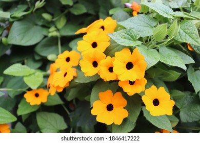 Climbing plant "Black eyed Susan" (Thunbergia alata) in full blossom