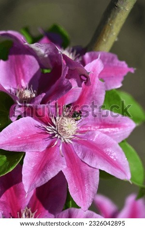 climbing plant clematis bloomed with large pink flowers