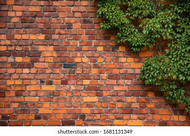 Climbing plant, green ivy or vine plant growing on antique brick wall of abandoned house. Retro style background