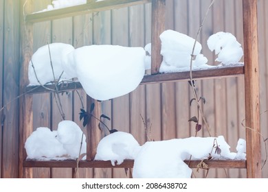 Climbing Plant, Honeysuckle, Under  Thick Layer Of Snow On The Support Or  Trellis For Climbing Plant, Plants In Winter Time Concept, Soft Focus  