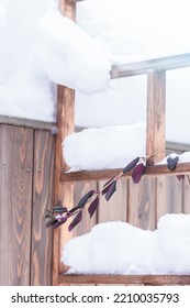 Climbing Plant, Honeysuckle, Under Thick Layer Of Snow On The Support Or Trellis For Climbing Plant, Plants In Wintertime Concept, Soft Focus  