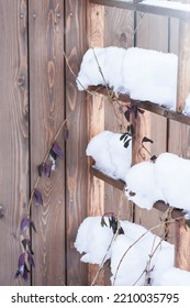 Climbing Plant, Honeysuckle, Under Thick Layer Of Snow On The Support Or Trellis For Climbing Plant, Plants In Wintertime Concept, Soft Focus  