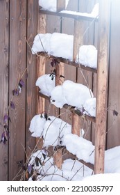 Climbing Plant, Honeysuckle, Under Thick Layer Of Snow On The Support Or Trellis For Climbing Plant, Plants In Wintertime Concept, Soft Focus  