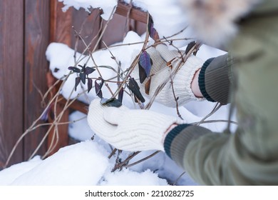 Climbing Plant, Honeysuckle, Under  Thick Layer Of Snow On The Support Or  Trellis And Woman Takes Care Of It, Plant Care  In Wintertime Concept  