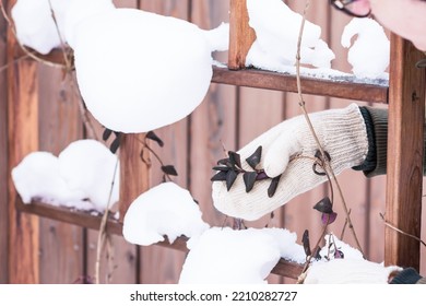 Climbing Plant, Honeysuckle, Under  Thick Layer Of Snow On The Support Or  Trellis And Woman Takes Care Of It, Plant Care  In Wintertime Concept  