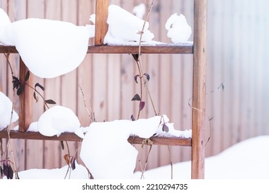 Climbing Plant, Honeysuckle, Under  Thick Layer Of Snow On The Support Or  Trellis For Climbing Plant, Plants In Winter Time Concept, Soft Focus  