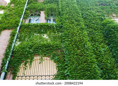 Climbing Plants Growing Up On The Wall