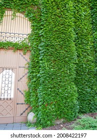 Climbing Plants Growing Up On The Wall