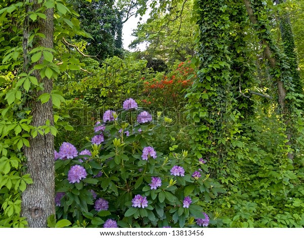 Climbing Plants Ivy Rhododendron Part Forest Stock Photo Edit Now