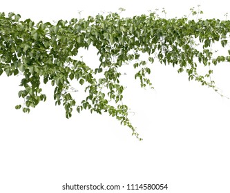 Climbing plants or plant tropical foliage vine,Ivy green hang,beautiful tree abstract texture isolated on white background.Concept or objects nature for design and decoration.