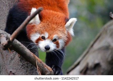 Climbing Red Panda Stock Photo 1142242517 | Shutterstock