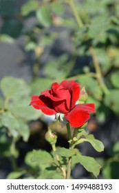 Climbing Red Rose Don Juan - Latin Name - Rosa Don Juan