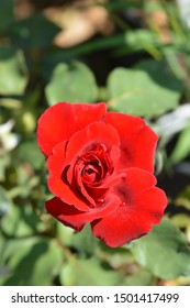 Climbing Red Rose Don Juan - Latin Name - Rosa Don Juan