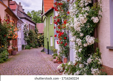 Climbing rose flowers near old houses in the narrow medieval lane, Germany. Beautiful roses bloom in vintage German street 