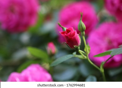 Climbing Rose John Cabot In The Garden