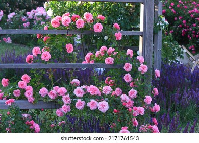 Climbing Rose On The Wooden Pergola