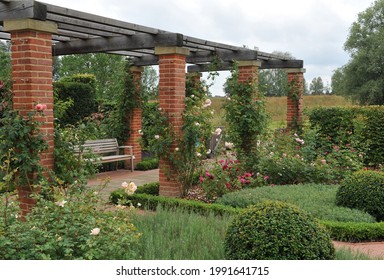 Climbing Roses (Rosa) Bloom In A Garden On A Pergola In August