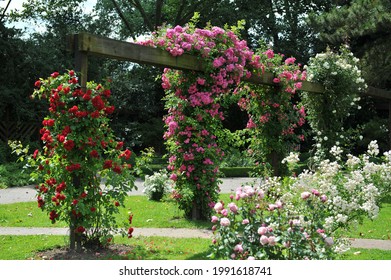 Climbing Roses (Rosa) Bloom On A Wooden Pergola In A Garden In June