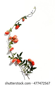 Climbing Small Roses. Branch Climbing Orange Rose Flower With Leaves And Buds Isolated On White.  