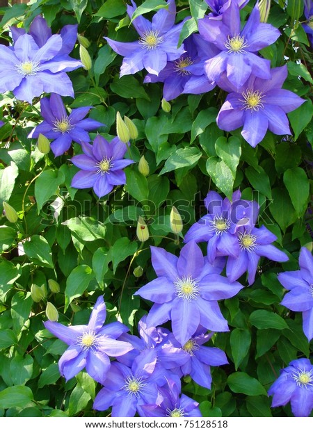 紫のクレマチスの花が登るつる植物 の写真素材 今すぐ編集