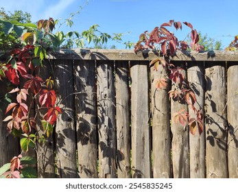 Climbing vines with colorful red and green leaves adorn a weathered wooden fence, creating a serene autumn atmosphere outdoors. - Powered by Shutterstock