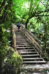 Climbing Wooden Stairs In Forest