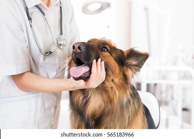 Clinical Dog Examination By Veterinary Doctor In Office