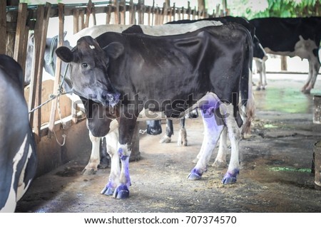 Clinical sign with Foot and mouth disease (FMD) in dairy cow