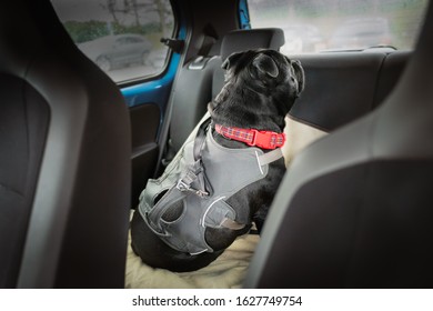 Clip And Strap Attached To The Harness Of A Staffordshire Bull Terrier Dog Who Is In The Back Of A Car Looking Out Of The Back Window. He Is Sitting On A Car Seat Cover.