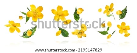 A clipart set with beautiful images of spring yellow flowers flying in the air isolated on white background. Levitation conception.