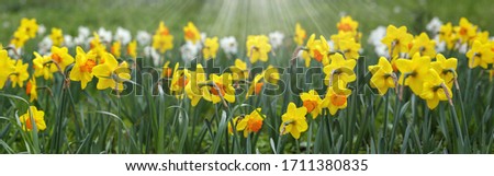Clipped to banner size of Daffodil flowerbed.